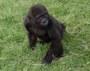 Bangori Baby Western Lowland Gorilla